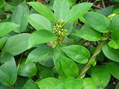 Madhunashini - Gudmar (Gymnema Sylvestre): The Natural Sugar Buster with Potential Health Benefits