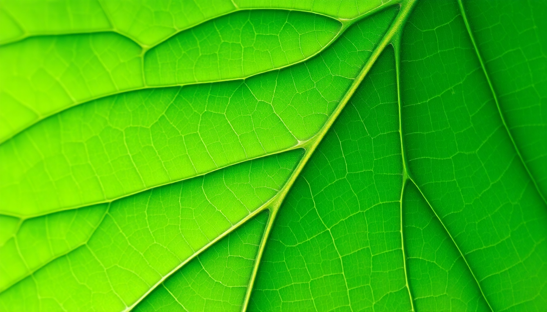 Herbal Male Contraceptives: Natural Alternatives for Reproductive Health