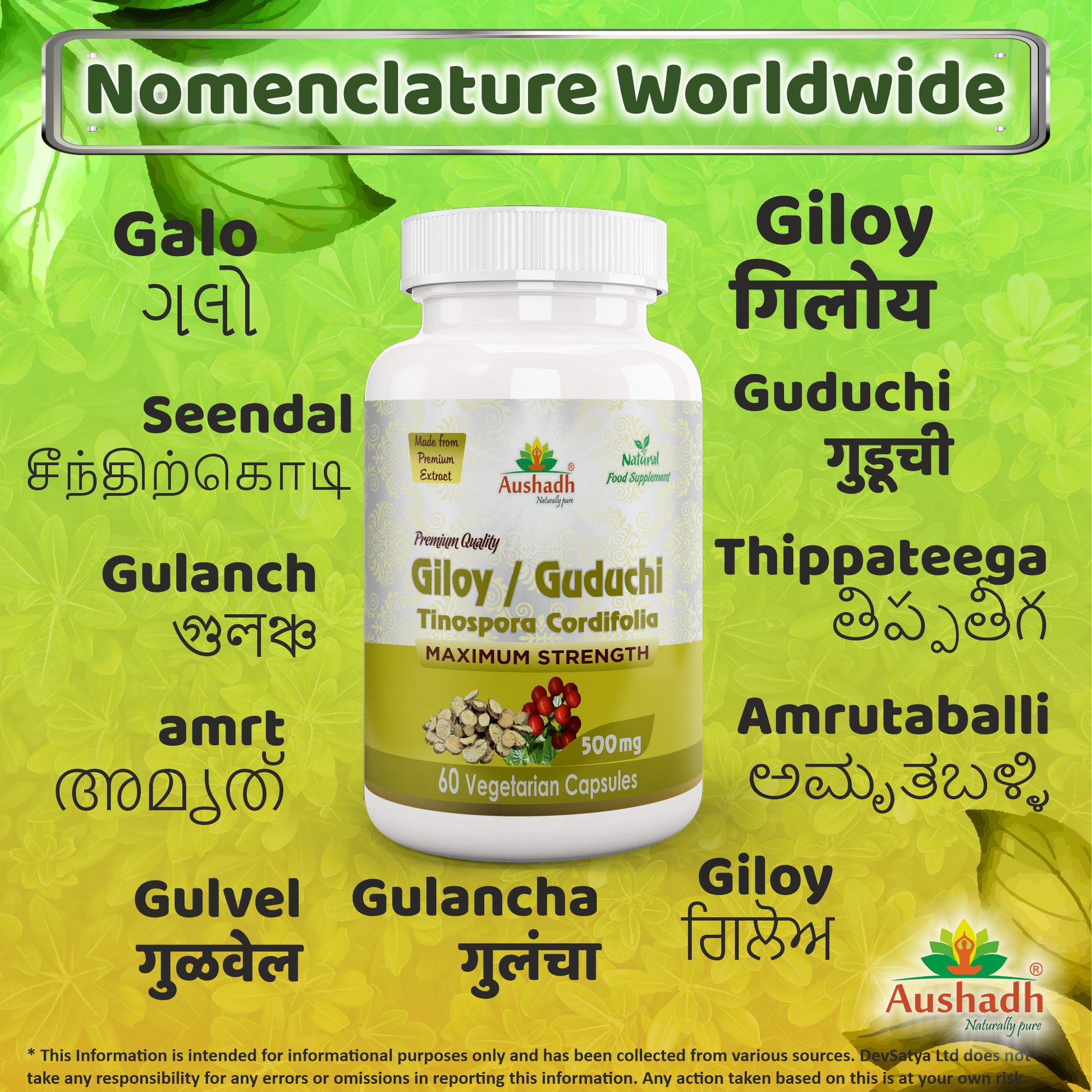 Giloy Guduchi Capsule Tinospora Cordifolia Regional Names Synonyms 