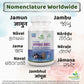 Jambu Bij Capsule Regional Names Synonyms 