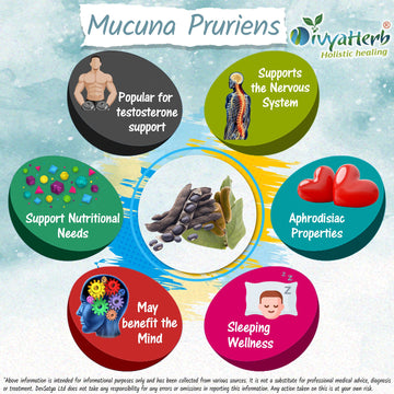 Mucuna Pruriens Powder Herb Benefit