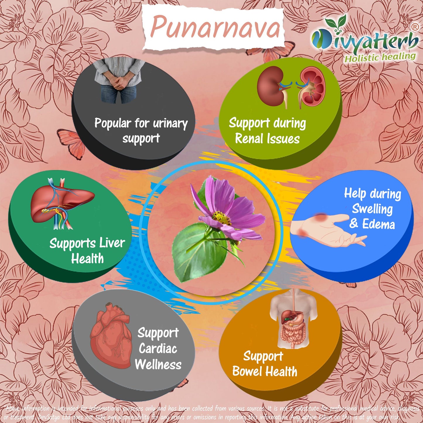 Punarnava Powder Boerhavia Diffusa Herb Benefit