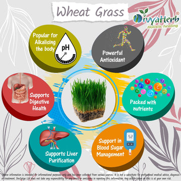 Poudre d'herbe de blé