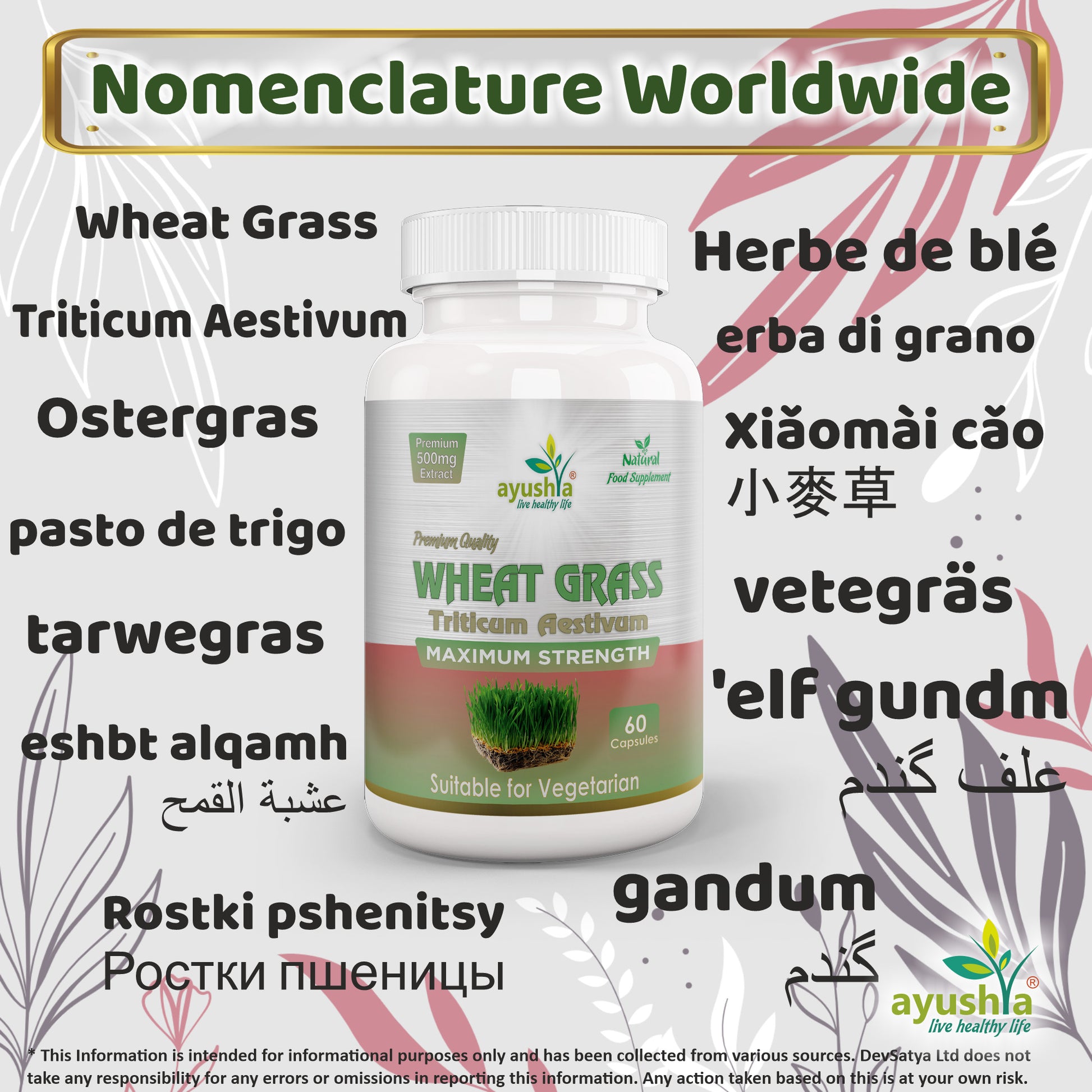 Wheat Grass Capsule Synonyms Vernacular Names